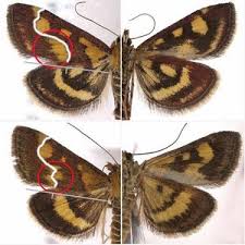 Attēlu rezultāti vaicājumam “Pyrausta aurata”