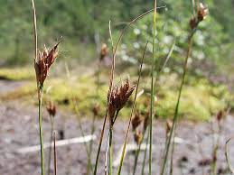 Attēlu rezultāti vaicājumam “Rhynchospora fusca”