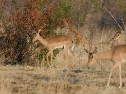 Attēlu rezultāti vaicājumam “Artiodactyla”