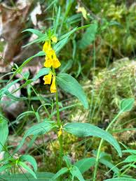 Attēlu rezultāti vaicājumam “Melampyrum sylvaticum flower”