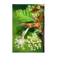 Attēlu rezultāti vaicājumam “Fagus sylvatica male flower”