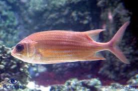 Image result for Holocentrus adscensionis