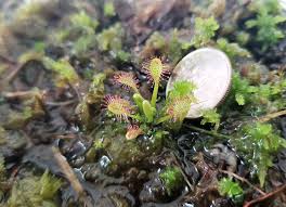 Attēlu rezultāti vaicājumam “Drosera anglica flower”