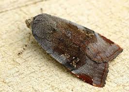 Attēlu rezultāti vaicājumam “Noctua fimbriata imago”