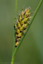 Attēlu rezultāti vaicājumam “Carex lasiocarpa fruit”