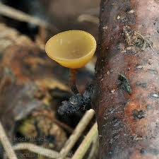 Attēlu rezultāti vaicājumam “Rutstroemia firma”