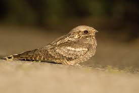 Attēlu rezultāti vaicājumam “Caprimulgus europaeus”