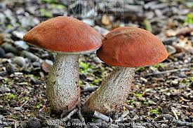 Attēlu rezultāti vaicājumam “Leccinum”