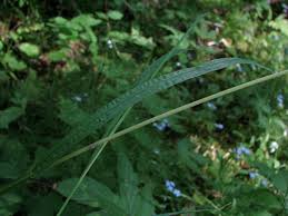 Attēlu rezultāti vaicājumam “Poa remota”