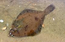 Image result for Limanda limanda