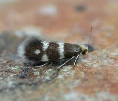 Attēlu rezultāti vaicājumam “Incurvariidae”