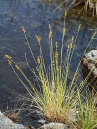 Attēlu rezultāti vaicājumam “Carex echinata”
