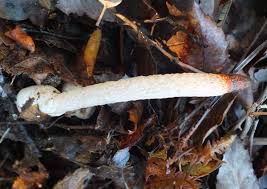 Attēlu rezultāti vaicājumam “Mutinus caninus”