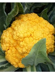 Image result for Blumenkohl