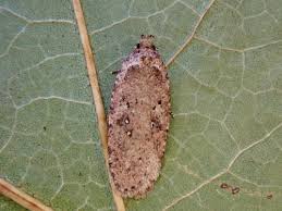 Attēlu rezultāti vaicājumam “Depressaria olerella imago”