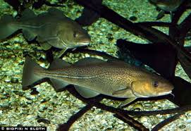 Image result for Gadus morhua