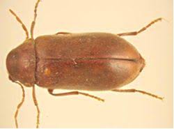 Attēlu rezultāti vaicājumam “Anobiidae”