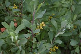 Attēlu rezultāti vaicājumam “Myrica gale male flower”