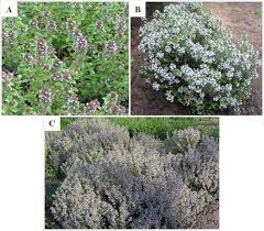 Attēlu rezultāti vaicājumam “Thymus pulegioides leaf”