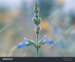 Attēlu rezultāti vaicājumam “Myosotis laxa subsp. baltica flower”