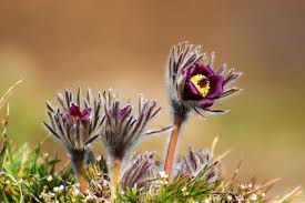 Attēlu rezultāti vaicājumam “Pulsatilla pratensis bud”