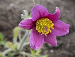 Attēlu rezultāti vaicājumam “Pulsatilla pratensis bud”