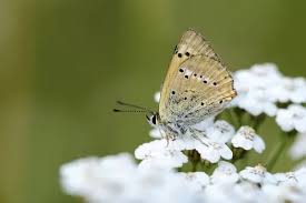 Attēlu rezultāti vaicājumam “Lycaena dispar underside”
