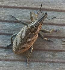 Attēlu rezultāti vaicājumam “Cleonis pigra”