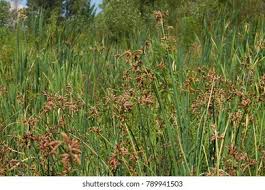 Attēlu rezultāti vaicājumam “Schoenoplectus lacustris subsp. glaucus bud”