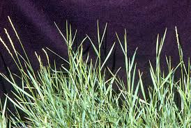 Attēlu rezultāti vaicājumam “Elytrigia repens”