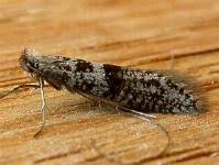 Attēlu rezultāti vaicājumam “Adelidae”