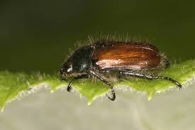 Attēlu rezultāti vaicājumam “Phyllopertha horticola imago”