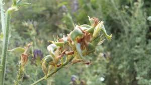 Attēlu rezultāti vaicājumam “Medicago x varia  flower”