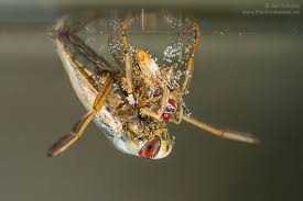 Attēlu rezultāti vaicājumam “Notonecta glauca”