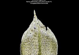 Attēlu rezultāti vaicājumam “Bryum argenteum sporophyte”