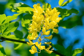 Attēlu rezultāti vaicājumam “Laburnum alpinum fruit”