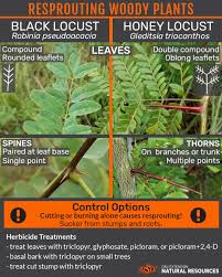 Attēlu rezultāti vaicājumam “Gleditsia triacanthos leaf”