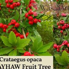Attēlu rezultāti vaicājumam “Crataegus macracantha fruit”