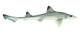 Image result for Mustelus antarcticus