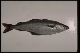 Image result for Pollachius virens