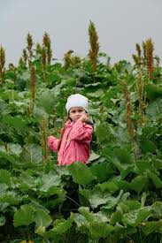 Attēlu rezultāti vaicājumam “Rumex confertus”