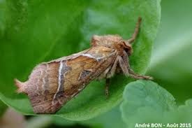 Attēlu rezultāti vaicājumam “Hepialus sylvina female”