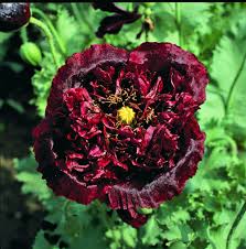 Image result for Papaver somniferum Black