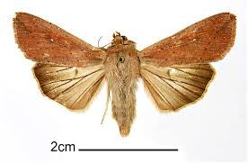 Attēlu rezultāti vaicājumam “Mythimna sp.”