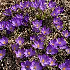 Attēlu rezultāti vaicājumam “Crocus tommasinianus flower”