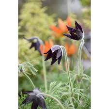 Attēlu rezultāti vaicājumam “Pulsatilla pratensis”