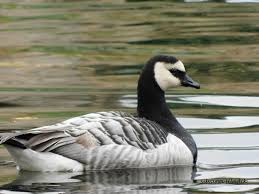 Attēlu rezultāti vaicājumam “Branta leucopsis”