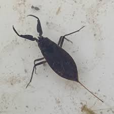 Attēlu rezultāti vaicājumam “Nepa cinerea nymph”