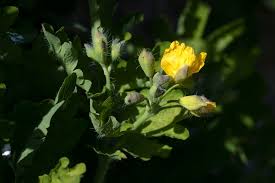 Attēlu rezultāti vaicājumam “Chelidonium majus bud”