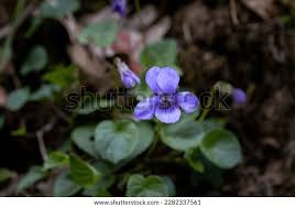 Attēlu rezultāti vaicājumam “Viola riviniana flower”